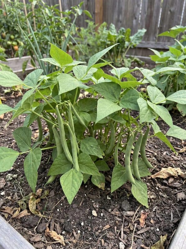 Blue Lake Bush Beans