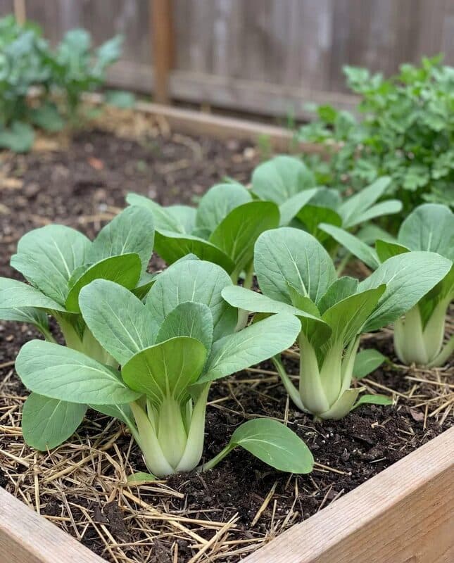 Bok Choy