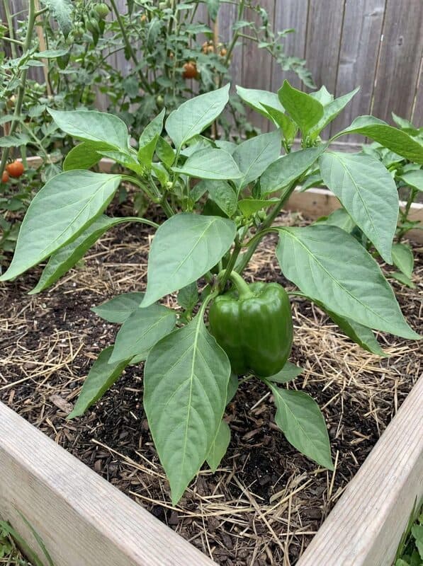 California Wonder 300 TMR Bell Pepper