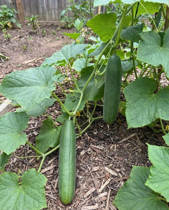 Marketmore 76 Cucumber
