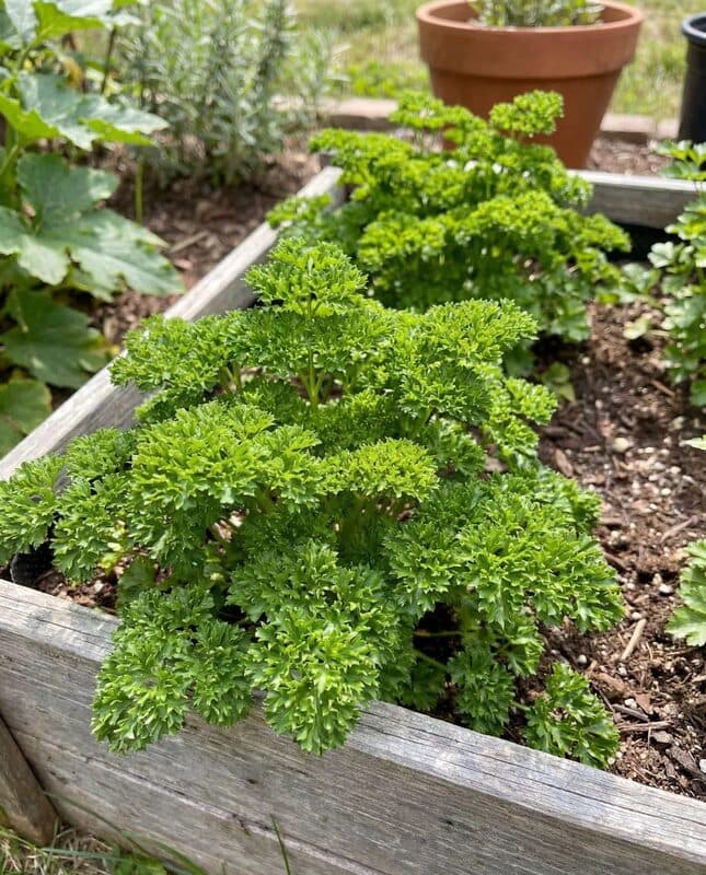 Parsley – Triple Curled