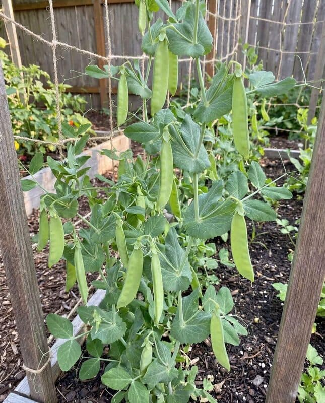 Peas – Oregon Sugar Pod II