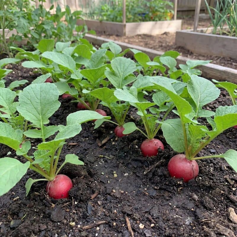Radish – Cherry Belle