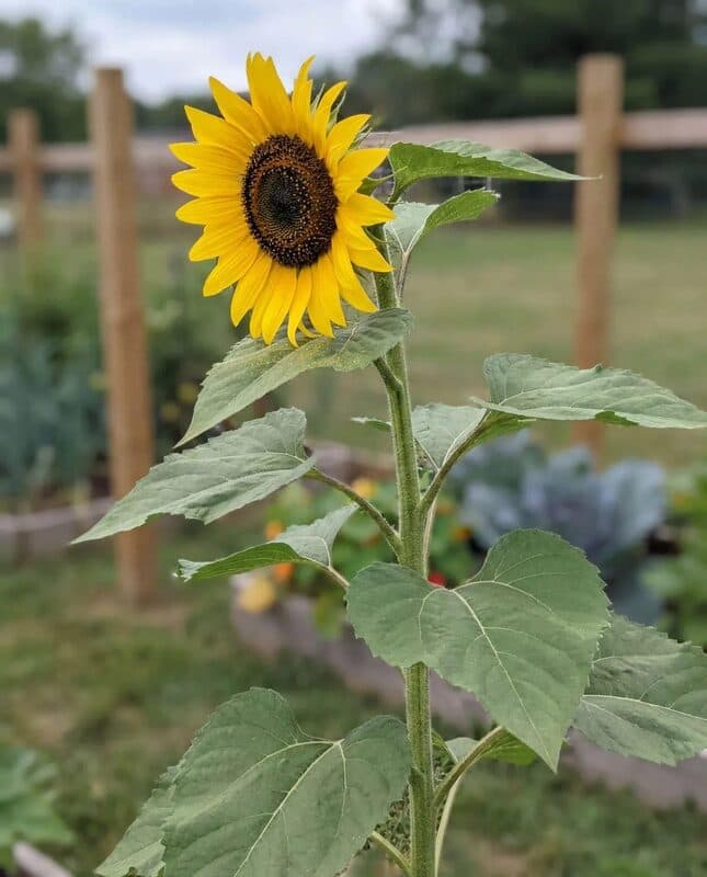 Sunflowers – Large Grey Stripe