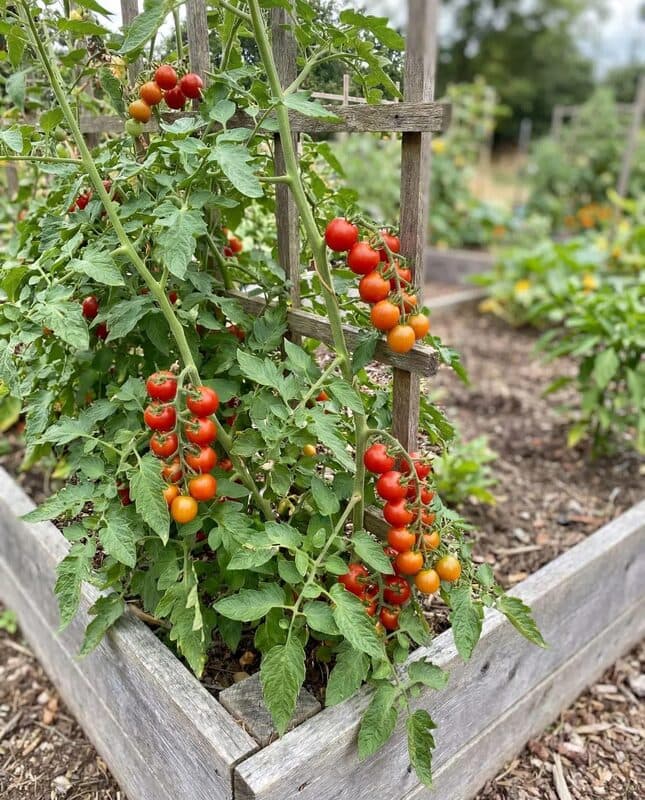 Tomato – Large Red Cherry