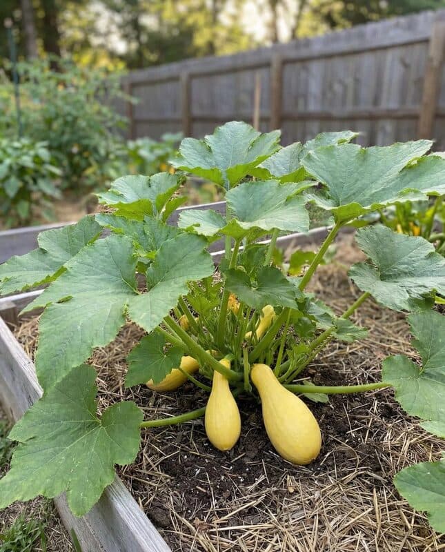 Yellow Summer Squash